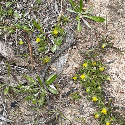 Triptilodiscus pygmaeus (Annual Daisy) at Lerida, NSW - 7 Oct 2024 by JaneR