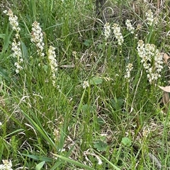 Stackhousia monogyna (Creamy Candles) at Lerida, NSW - 7 Oct 2024 by JaneR