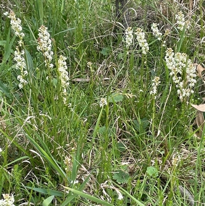 Stackhousia monogyna (Creamy Candles) at Lerida, NSW - 7 Oct 2024 by JaneR