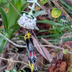 Delias harpalyce (Imperial Jezebel) at Watson, ACT - 7 Oct 2024 by AniseStar