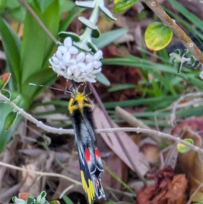 Delias harpalyce (Imperial Jezebel) at Watson, ACT - 7 Oct 2024 by AniseStar