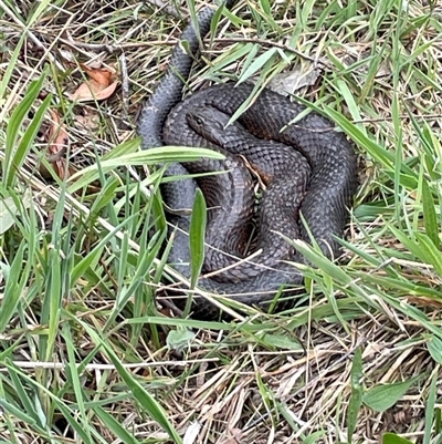 Notechis scutatus (Tiger Snake) at Lerida, NSW - 7 Oct 2024 by JaneR