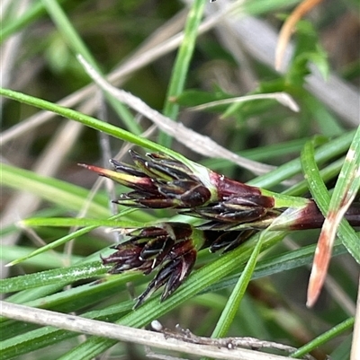 Schoenus apogon (Common Bog Sedge) at Lerida, NSW - 7 Oct 2024 by JaneR