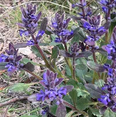 Ajuga australis (Austral Bugle) at Lerida, NSW - 7 Oct 2024 by JaneR