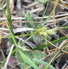 Carex inversa (Knob Sedge) at Lerida, NSW - 7 Oct 2024 by JaneR