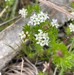 Asperula conferta (Common Woodruff) at Lerida, NSW - 7 Oct 2024 by JaneR