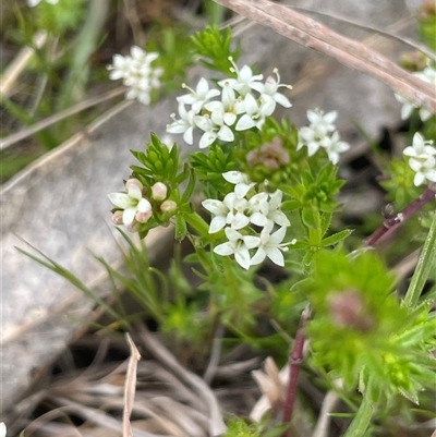 Asperula conferta (Common Woodruff) at Lerida, NSW - 7 Oct 2024 by JaneR