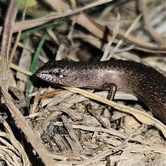 Saproscincus mustelinus (Weasel Skink) at Braidwood, NSW - 7 Oct 2024 by MatthewFrawley