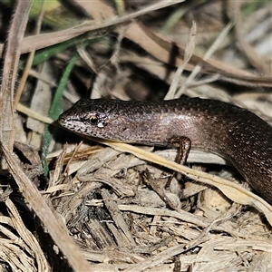 Saproscincus mustelinus at Braidwood, NSW - 7 Oct 2024 06:48 PM