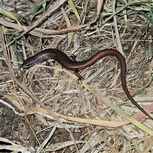 Saproscincus mustelinus at Braidwood, NSW - 7 Oct 2024 06:48 PM