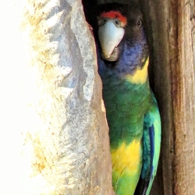 Barnardius zonarius (Australian Ringneck) at Yealering, WA - 6 Oct 2024 by LadyoftheLake