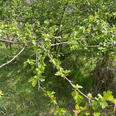 Crataegus monogyna (Hawthorn) at Lerida, NSW - 7 Oct 2024 by JaneR