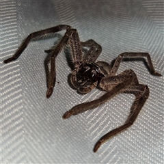 Isopeda sp. (genus) (Huntsman Spider) at Braidwood, NSW - 7 Oct 2024 by MatthewFrawley