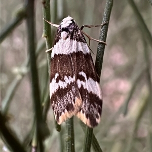 Halone sejuncta at Ainslie, ACT - 5 Oct 2024 04:26 PM