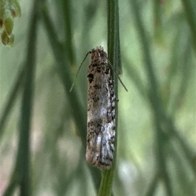 Unidentified Tortricid moth (Tortricidae) at Ainslie, ACT - 6 Oct 2024 by Pirom