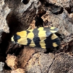 Thallarcha partita (Dark-banded Footman) at Ainslie, ACT - 6 Oct 2024 by Pirom