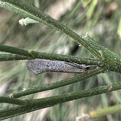 Orescoa orites (A concealer moth) at Ainslie, ACT - 6 Oct 2024 by Pirom