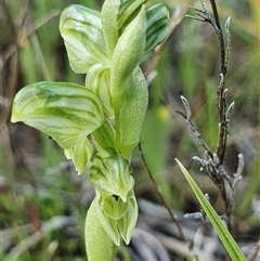 Hymenochilus cycnocephalus (Swan greenhood) at Yarralumla, ACT - 7 Oct 2024 by Bubbles