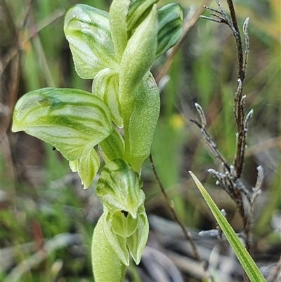 Hymenochilus cycnocephalus (Swan greenhood) at Yarralumla, ACT - 7 Oct 2024 by Bubbles