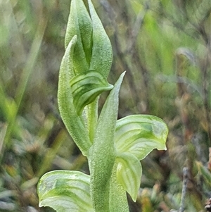 Hymenochilus cycnocephalus at Yarralumla, ACT - 7 Oct 2024