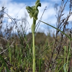 Hymenochilus cycnocephalus at Yarralumla, ACT - 7 Oct 2024