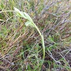 Hymenochilus cycnocephalus at Yarralumla, ACT - 7 Oct 2024