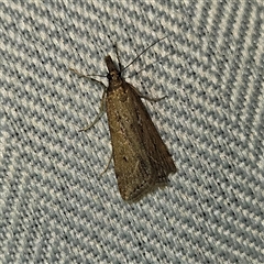 Eudonia cleodoralis (A Crambid moth) at Braidwood, NSW - 7 Oct 2024 by MatthewFrawley