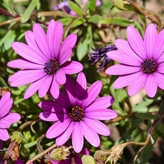 Dimorphotheca ecklonis (South African Daisy) at Hume, ACT - 7 Oct 2024 by RodDeb