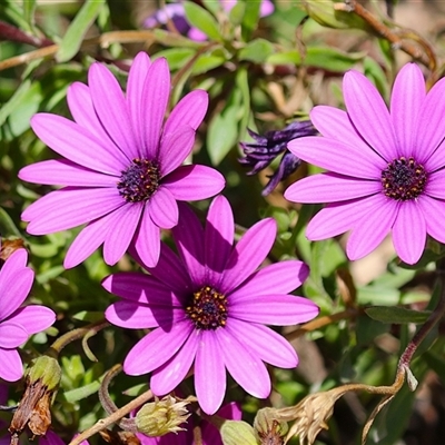 Dimorphotheca ecklonis (South African Daisy) at Hume, ACT - 7 Oct 2024 by RodDeb