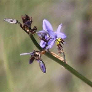 Dianella revoluta var. revoluta at Hume, ACT - 7 Oct 2024 01:36 PM