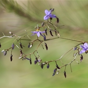 Dianella revoluta var. revoluta at Hume, ACT - 7 Oct 2024 01:36 PM