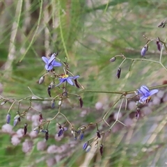 Dianella revoluta var. revoluta at Hume, ACT - 7 Oct 2024 01:36 PM