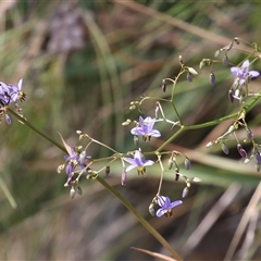 Dianella revoluta var. revoluta at Hume, ACT - 7 Oct 2024 01:36 PM