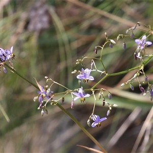 Dianella revoluta var. revoluta at Hume, ACT - 7 Oct 2024 01:36 PM