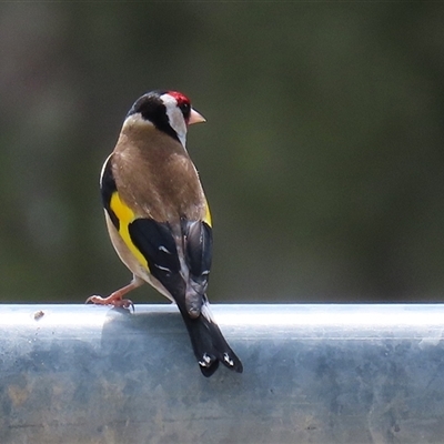 Carduelis carduelis (European Goldfinch) at Hume, ACT - 7 Oct 2024 by RodDeb