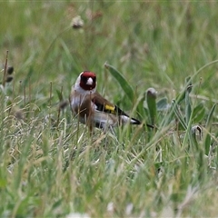 Carduelis carduelis at Hume, ACT - 7 Oct 2024