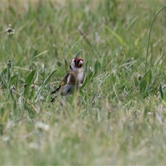 Carduelis carduelis at Hume, ACT - 7 Oct 2024 01:41 PM