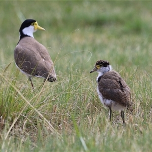 Vanellus miles at Hume, ACT - suppressed