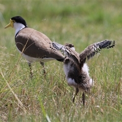 Vanellus miles at Hume, ACT - suppressed