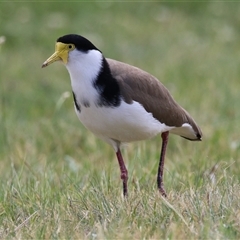 Vanellus miles at Hume, ACT - suppressed