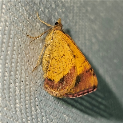 Chrysolarentia mecynata (Mecynata Carpet Moth) at Braidwood, NSW - 7 Oct 2024 by MatthewFrawley