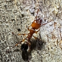 Podomyrma gratiosa (Muscleman tree ant) at Ainslie, ACT - 4 Oct 2024 by Pirom