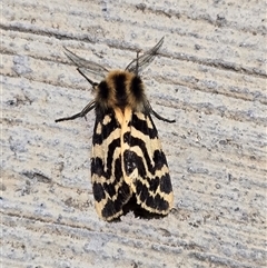 Ardices curvata (Crimson Tiger Moth) at Canberra Airport, ACT - 7 Oct 2024 by FeralGhostbat