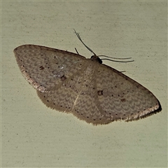 Epicyme rubropunctaria (Red-spotted Delicate) at Braidwood, NSW - 7 Oct 2024 by MatthewFrawley