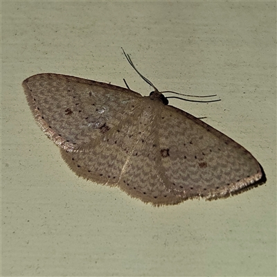 Epicyme rubropunctaria (Red-spotted Delicate) at Braidwood, NSW - 7 Oct 2024 by MatthewFrawley