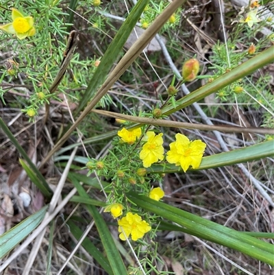 Hibbertia calycina (Lesser Guinea-flower) at Aranda, ACT - 7 Oct 2024 by Jennybach