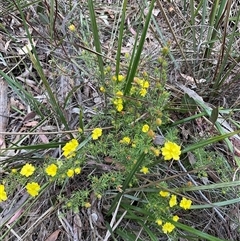 Hibbertia calycina at Aranda, ACT - 7 Oct 2024