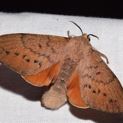 Entometa fervens (Common Gum Snout Moth) at Jerrabomberra, NSW - 7 Oct 2024 by DianneClarke