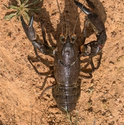 Cherax destructor (Common Yabby) at Wallaroo, NSW - 7 Oct 2024 by Jek