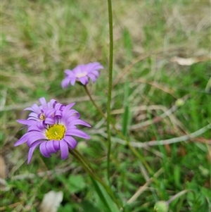 Calotis scabiosifolia var. integrifolia at Bungendore, NSW - 6 Oct 2024